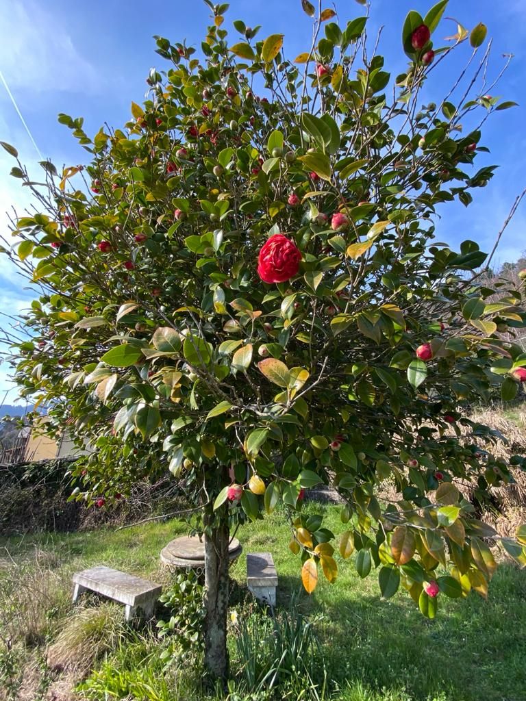 916 - Rustico Seravezza